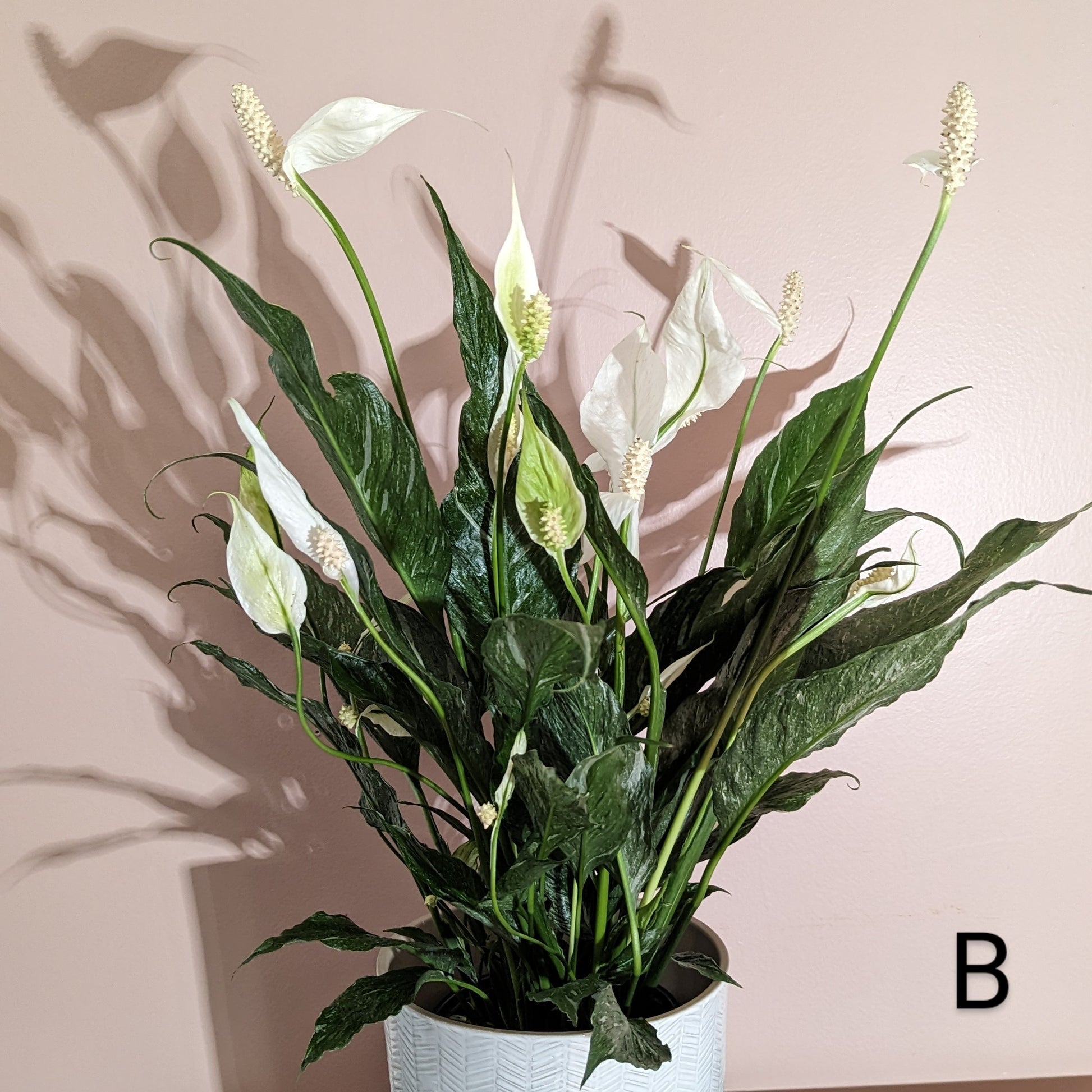 Variegated Domino Peace Lily in front of pink wall. Flowers bloomed throughout the plant. Plant B.