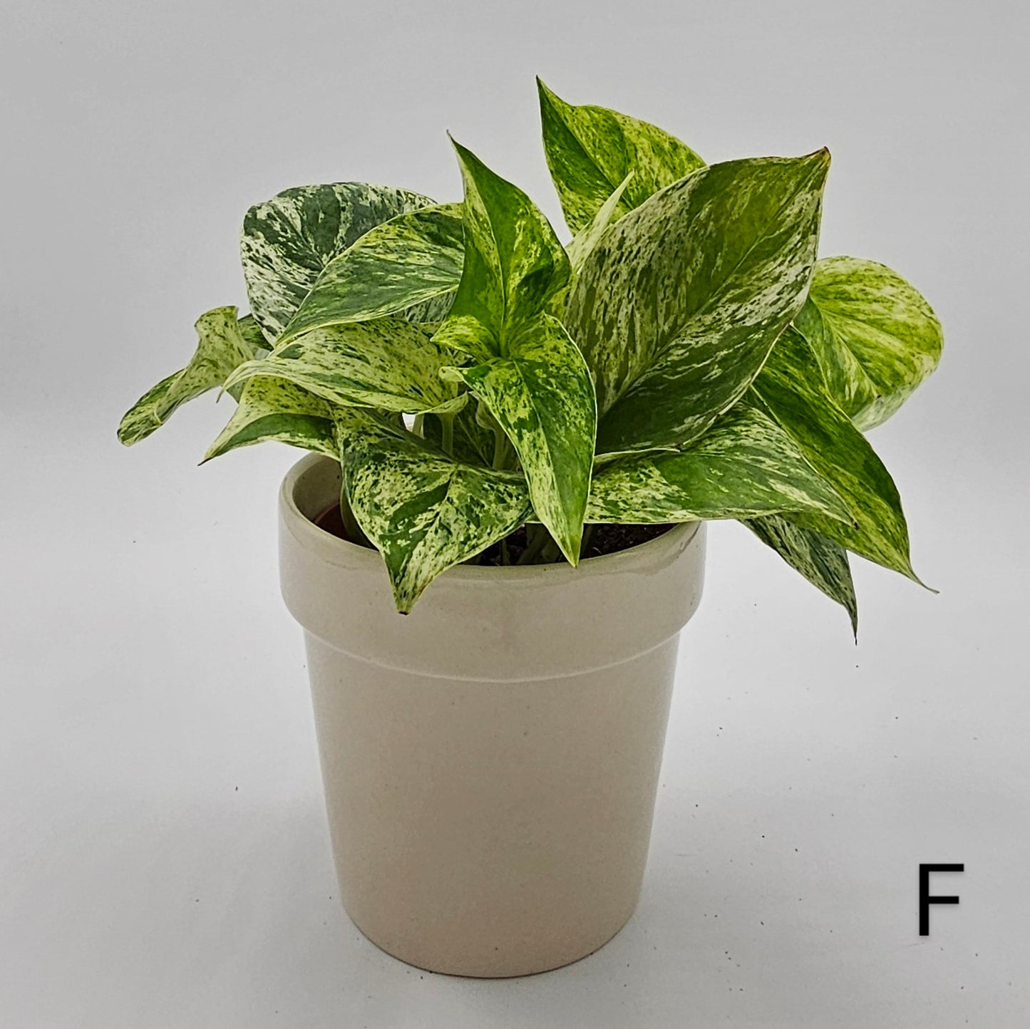 Marble Queen Pothos (Epipremnum) 4" -Exact Plant