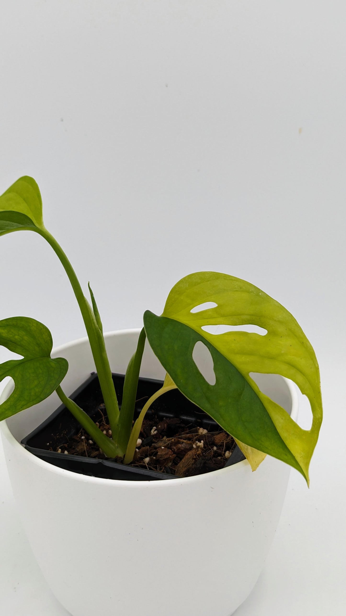 Monstera Adansonii Aurea 3" Rare -Exact Plant