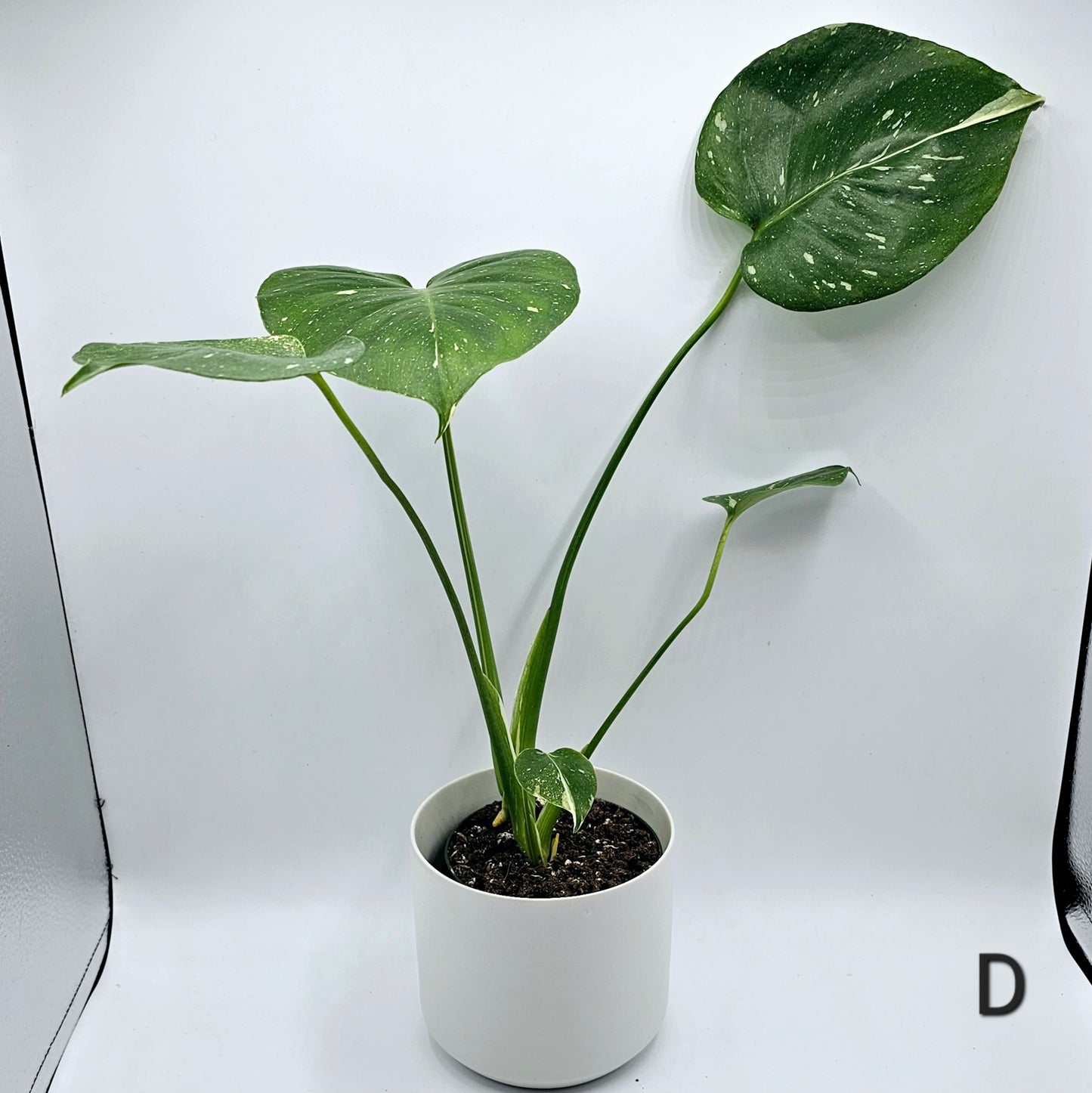 Monstera Thai Constellation 4" -Exact Plants