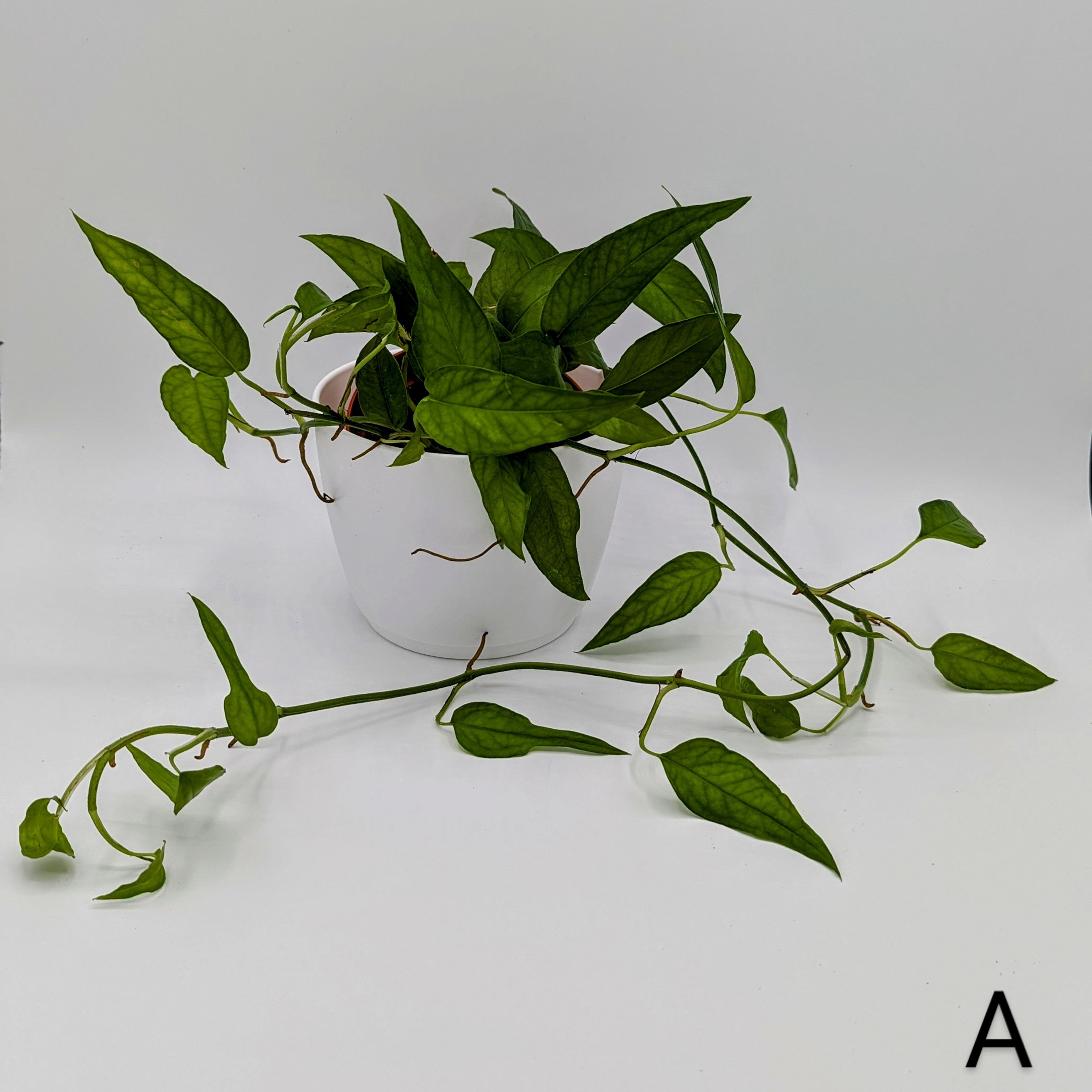 Skeleton Key Pothos Epipremnum 4 Exact Plant   Rn Image Picker Lib Temp 71b0e00f B2e9 43b4 Bba6 A89d5c101e23 