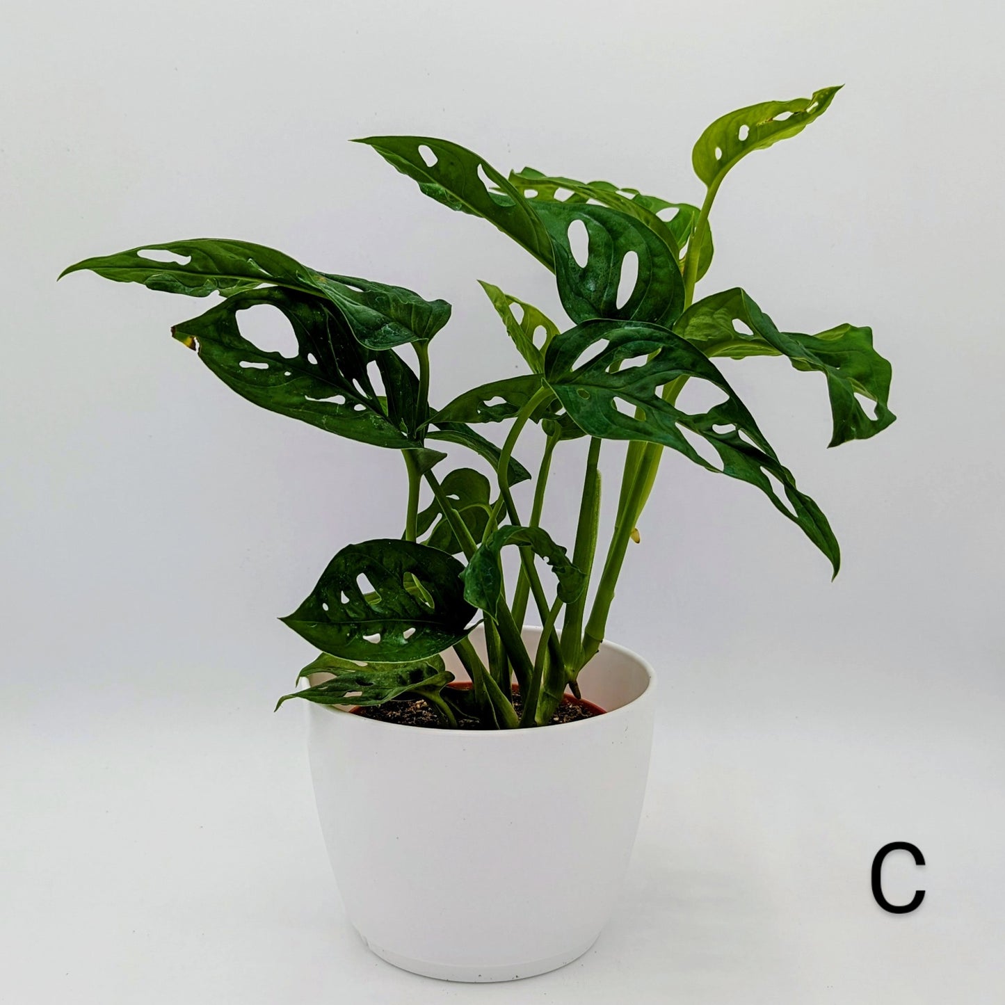 Monstera Adansonii Wide Form 4" -Exact Plants