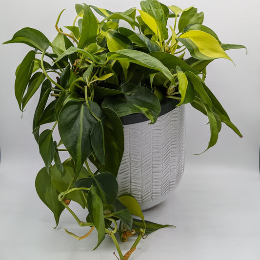 Philodendron Brasil (Brazil) 8"  -Exact Plant