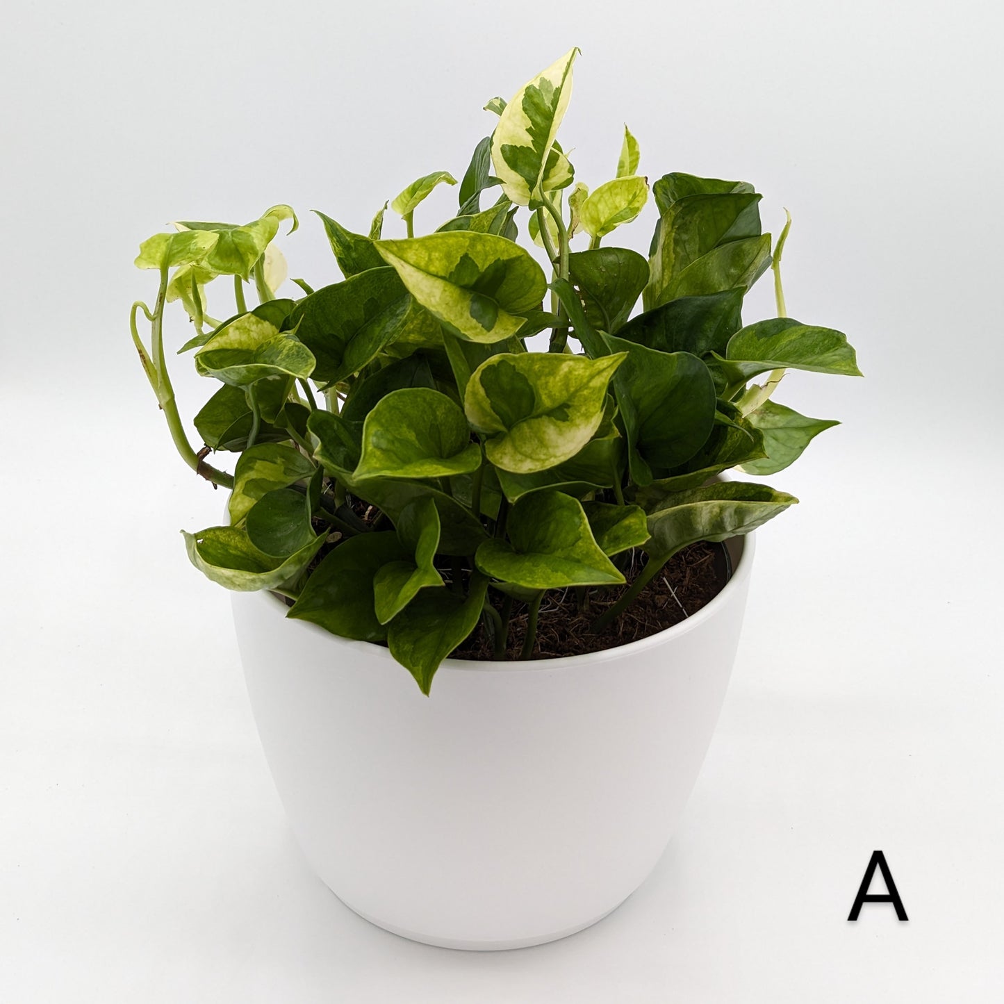 Lemon Meringue Pothos (Epipremnum) 6" -Exact Plant