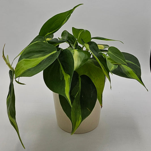 Philodendron Brasil (Brazil) 4"  -Exact Plants