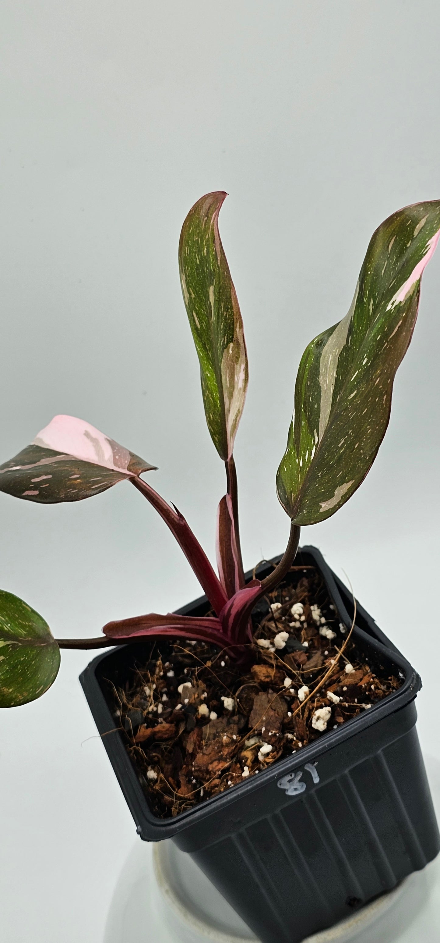 Philodendron Red Anderson -Exact Plant