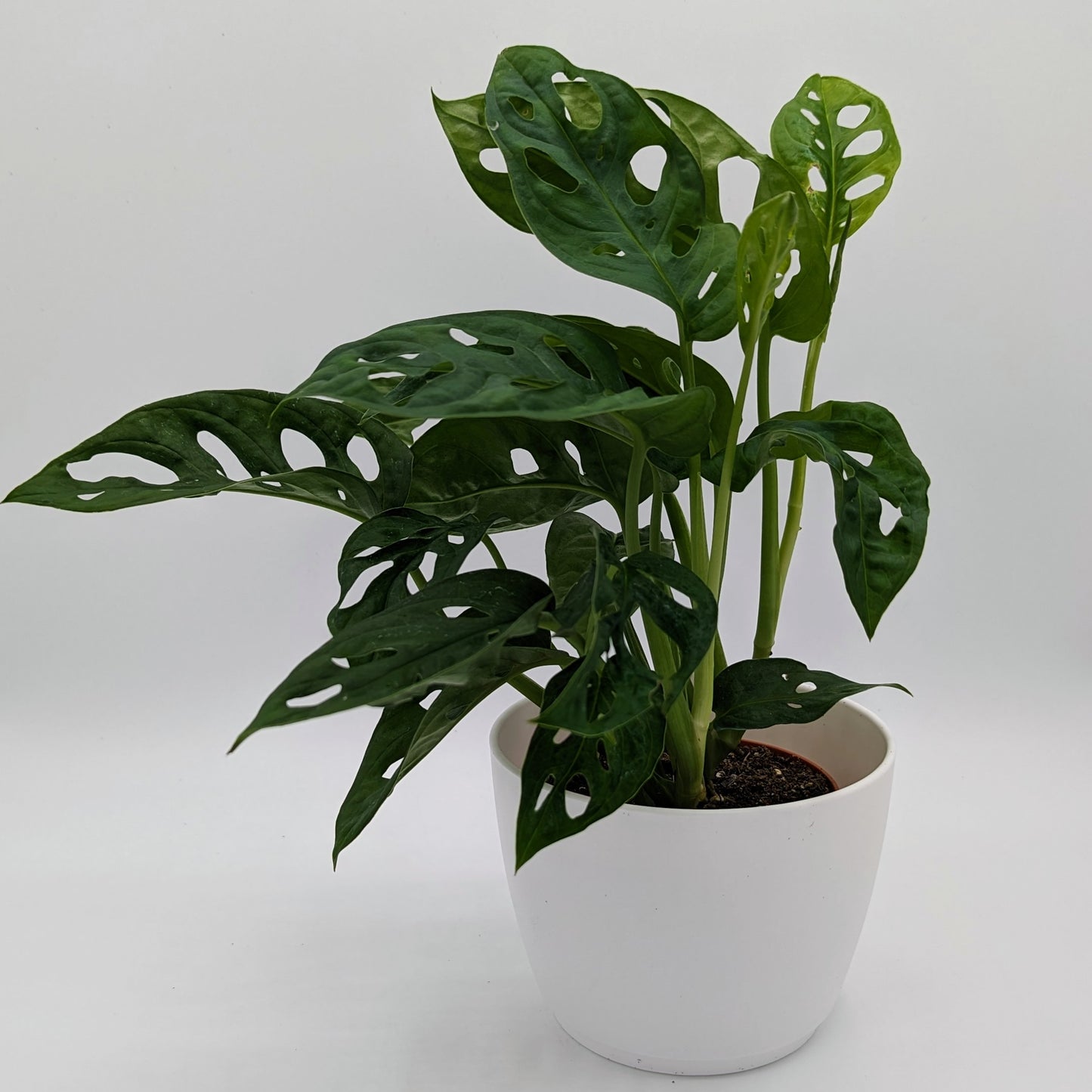 Monstera Adansonii Wide Form 4" -Exact Plants