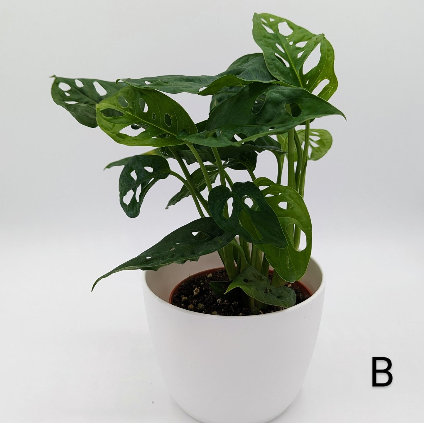 Monstera Adansonii Wide Form 4" -Exact Plants