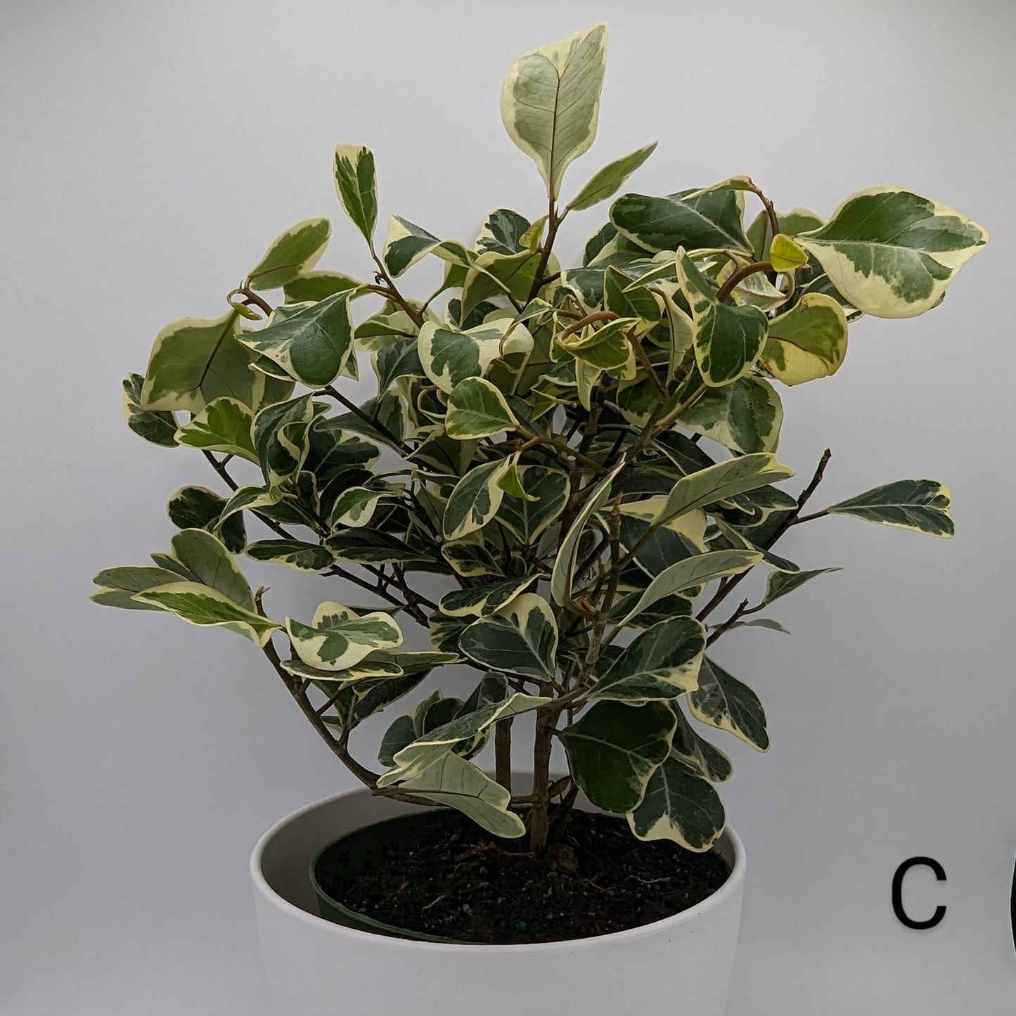 Ficus Elastica Triangularis Variegated 6" -Exact Plant