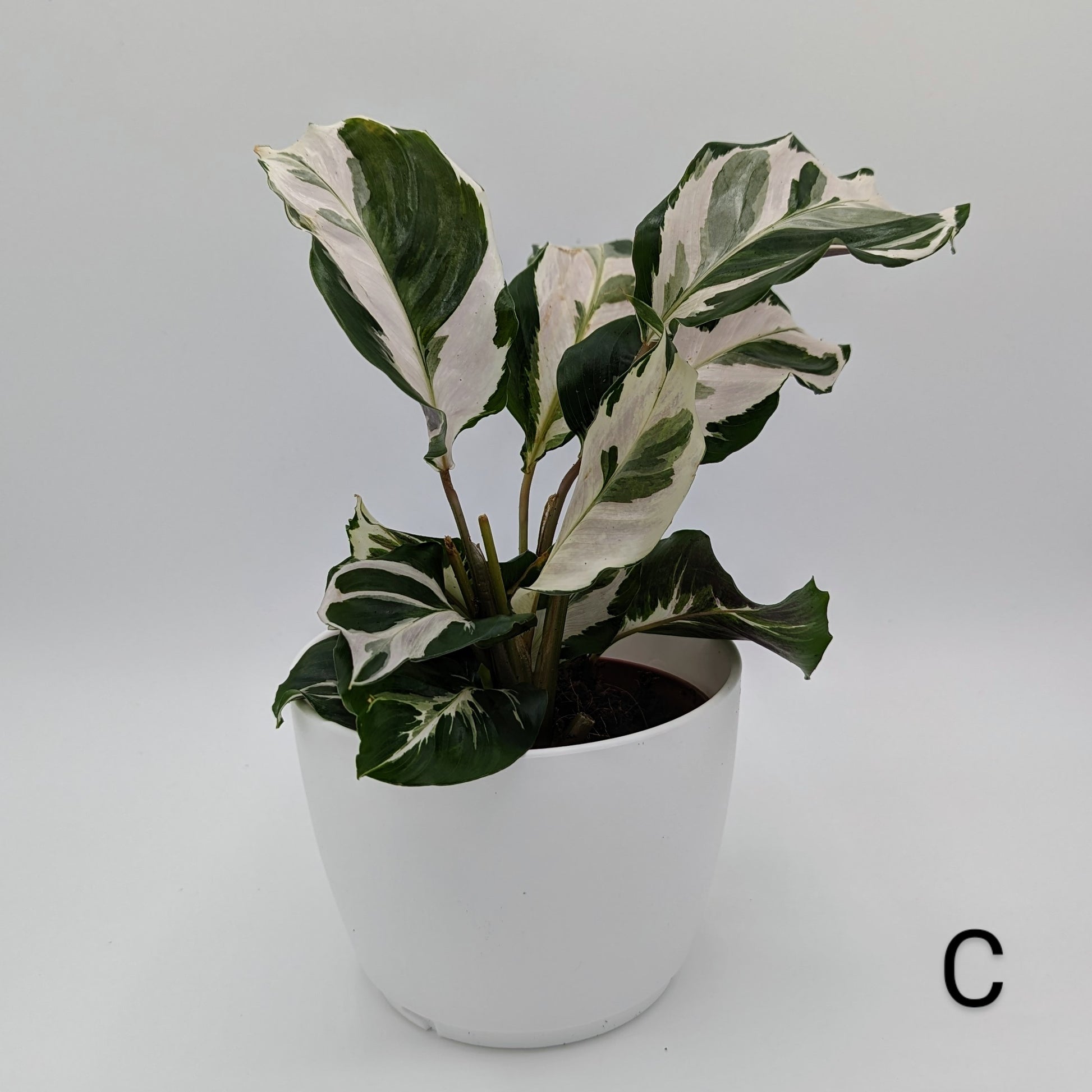 White Fushion Calathea plant in white pot. 