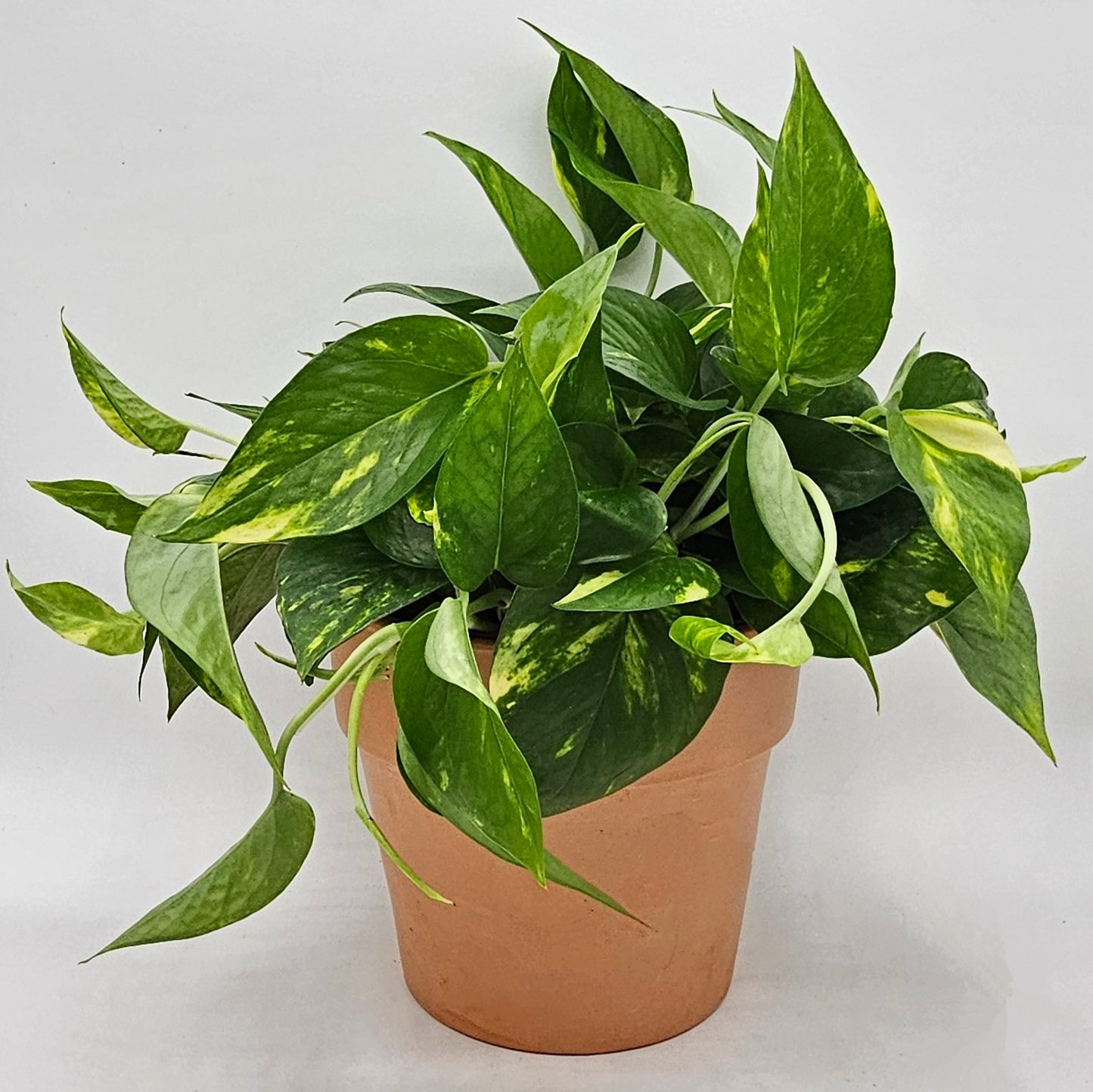 Hawaiian Pothos (Epipremnum) 6" -Exact Plant