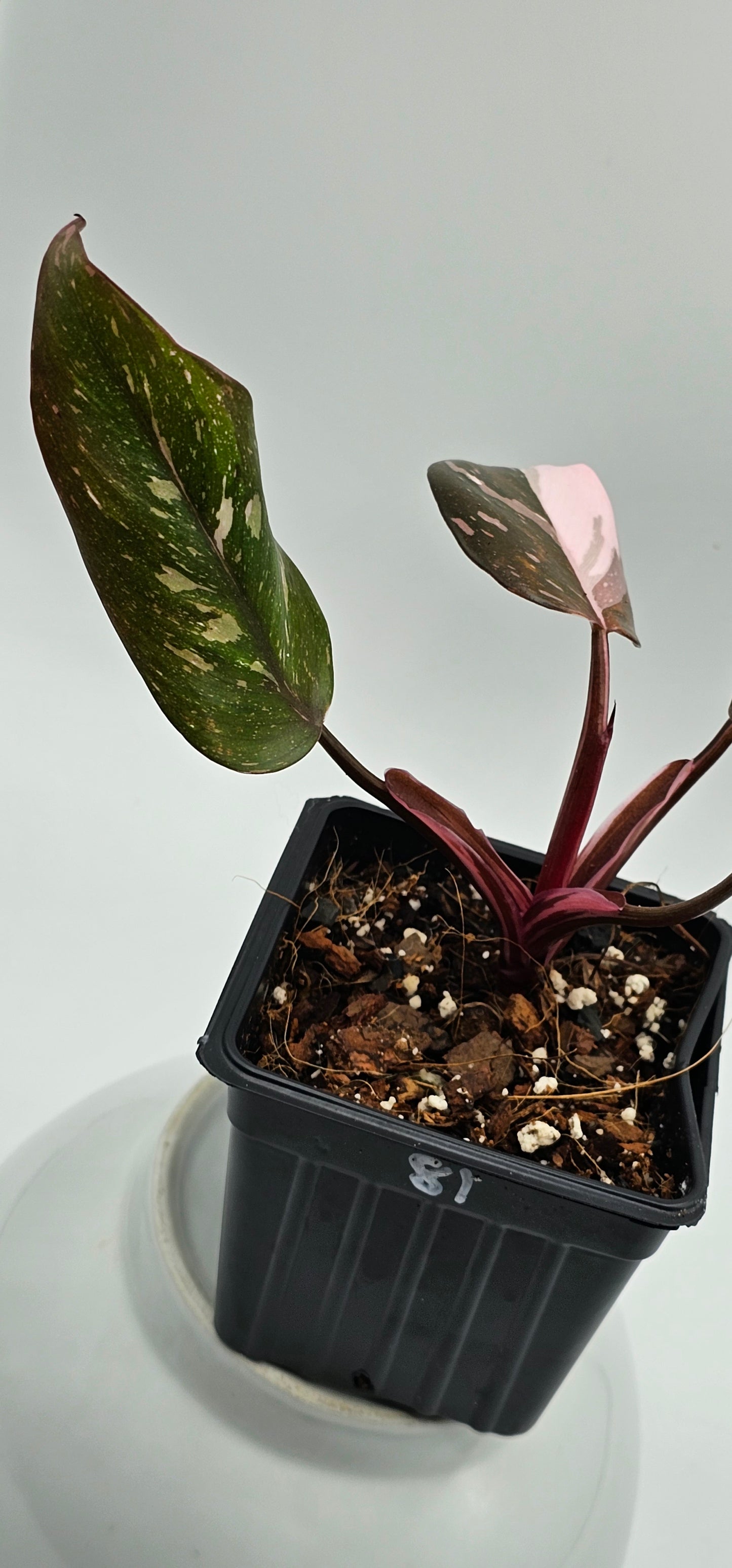 Philodendron Red Anderson -Exact Plant