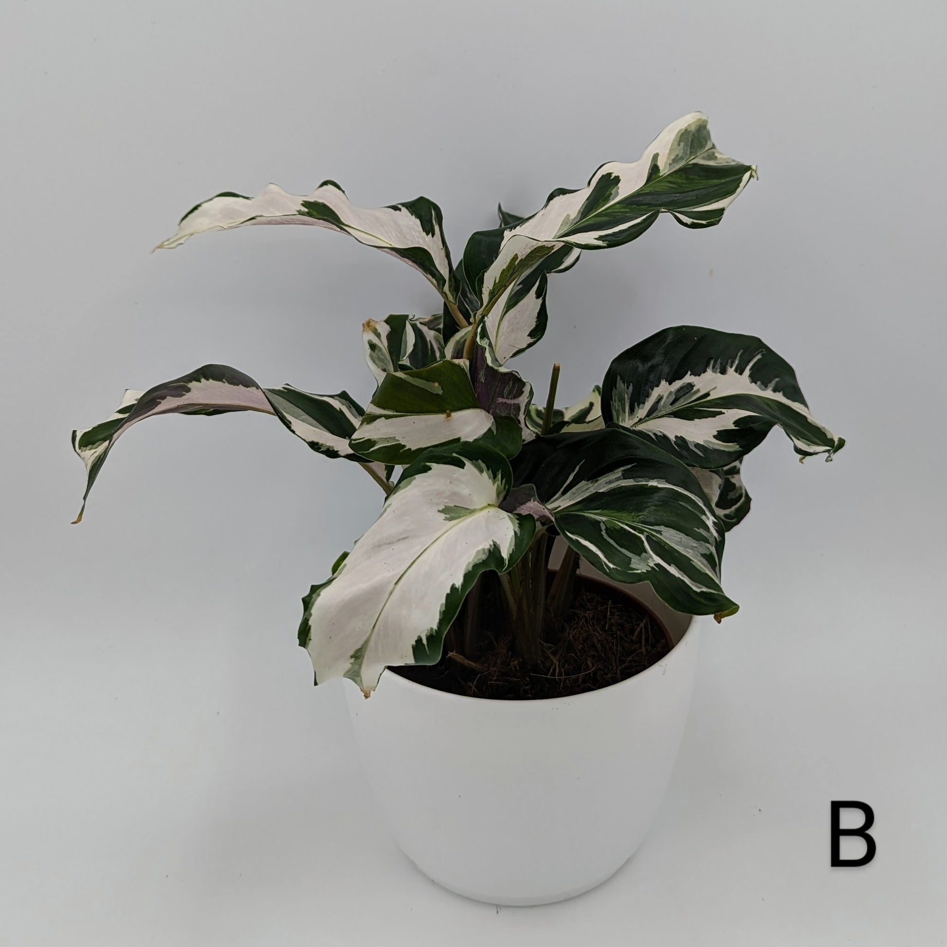 White Fushion Calathea plant in white pot. 