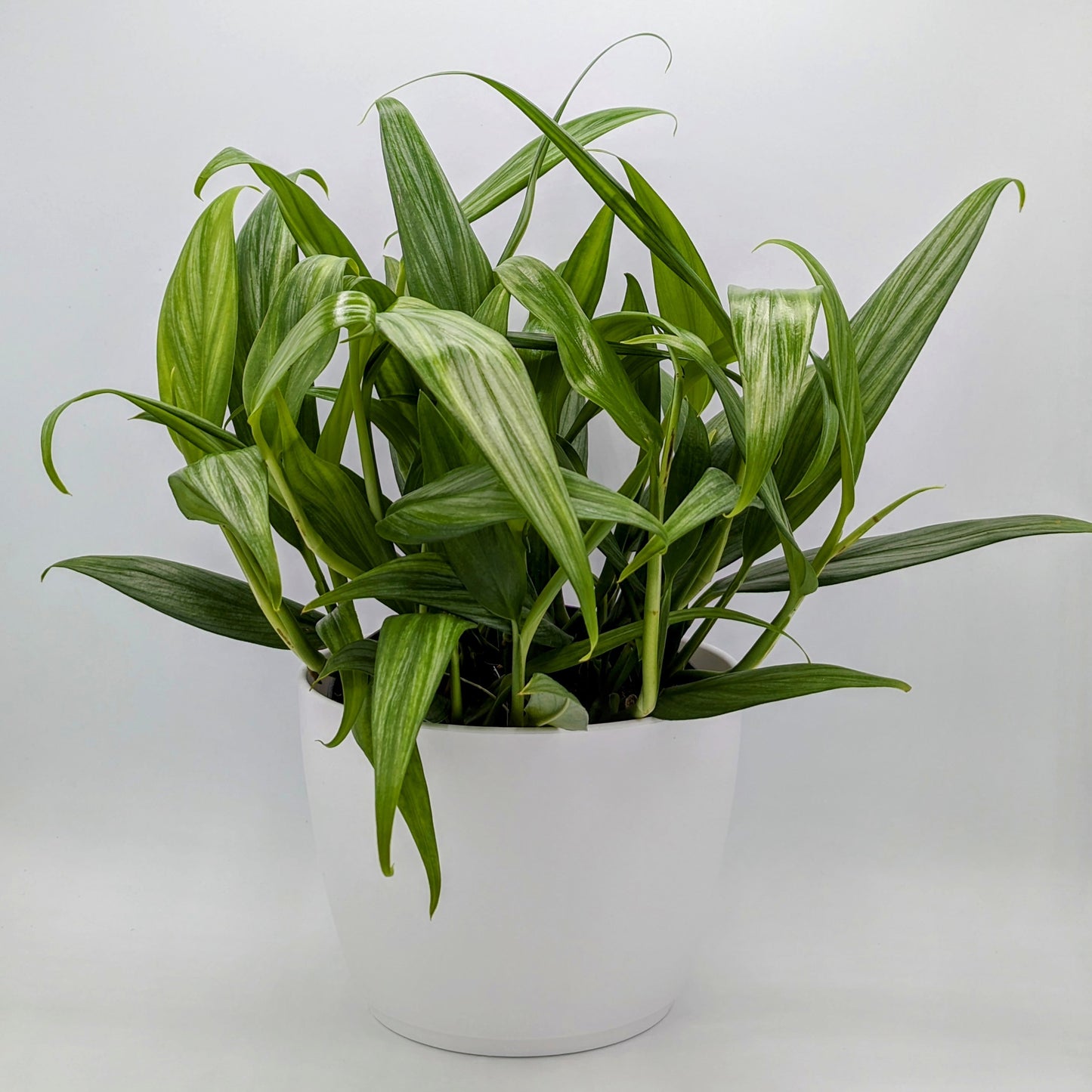 Silver Streak Pothos, Epipremnum Amplissimum 6" -Exact Plant