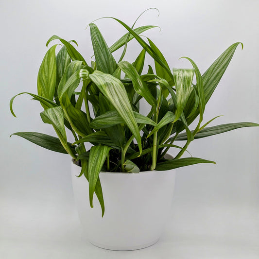 Silver Streak Pothos, Epipremnum Amplissimum 6" -Exact Plant