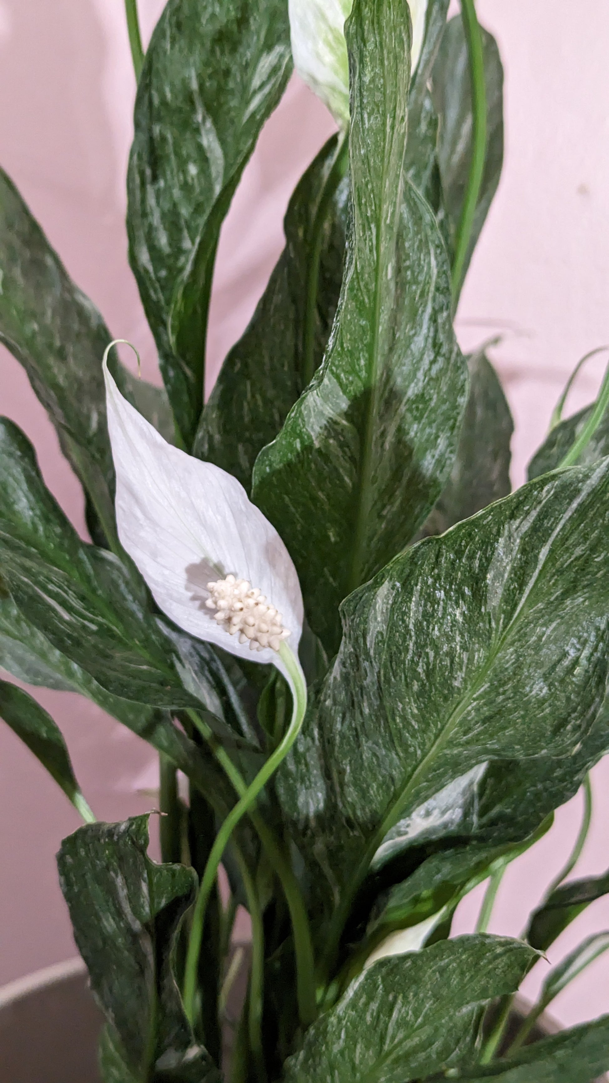 Close up of flowers on Variegated Domino Peace Lily in front of pink wall.