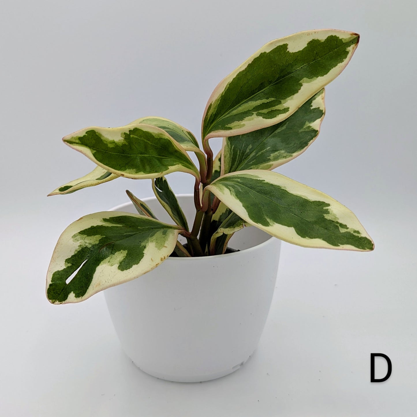 Peperomia Ginny 2" -Exact Plants