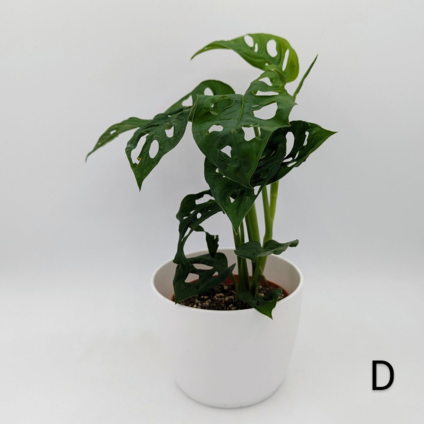 Monstera Adansonii Wide Form 4" -Exact Plants