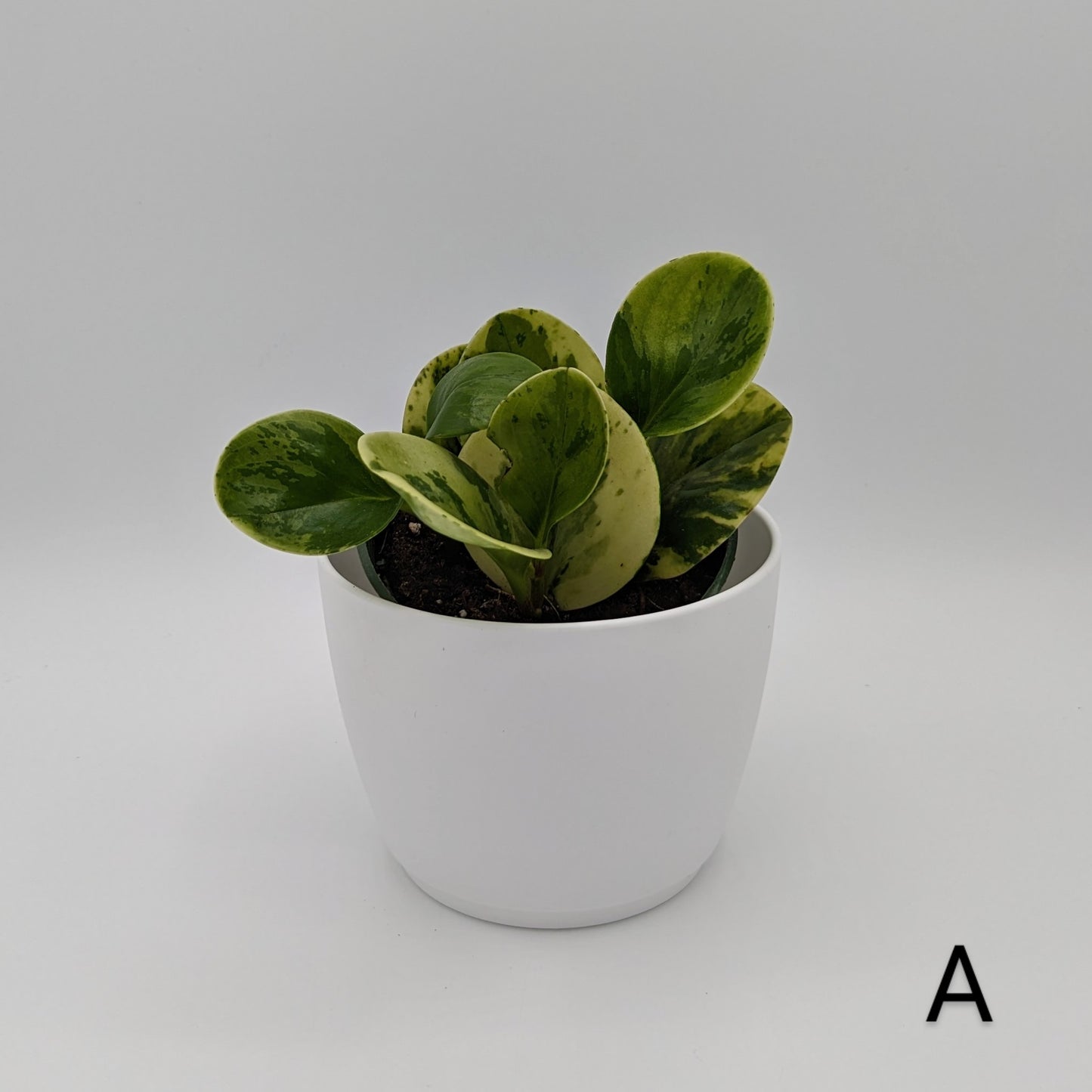 Marble Peperomia 4" -Exact Plants