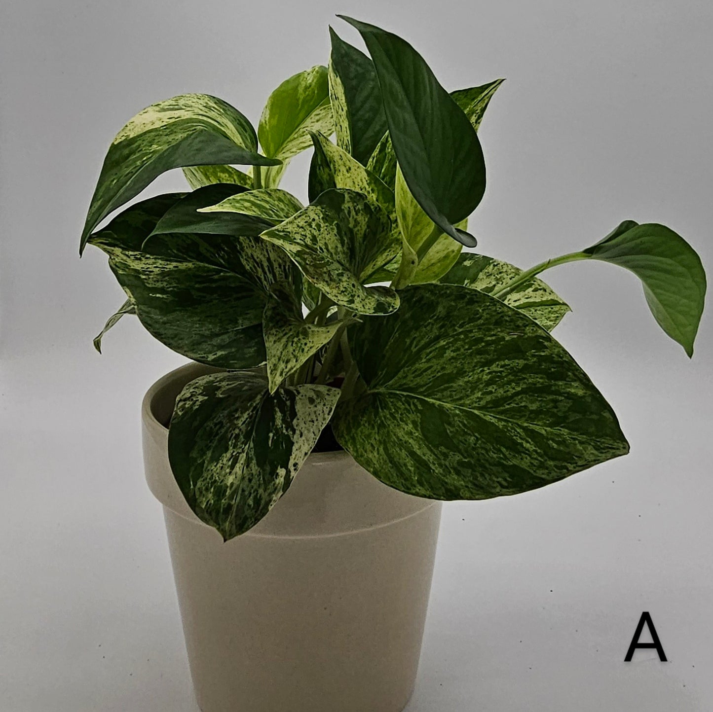 Marble Queen Pothos (Epipremnum) 4" -Exact Plant