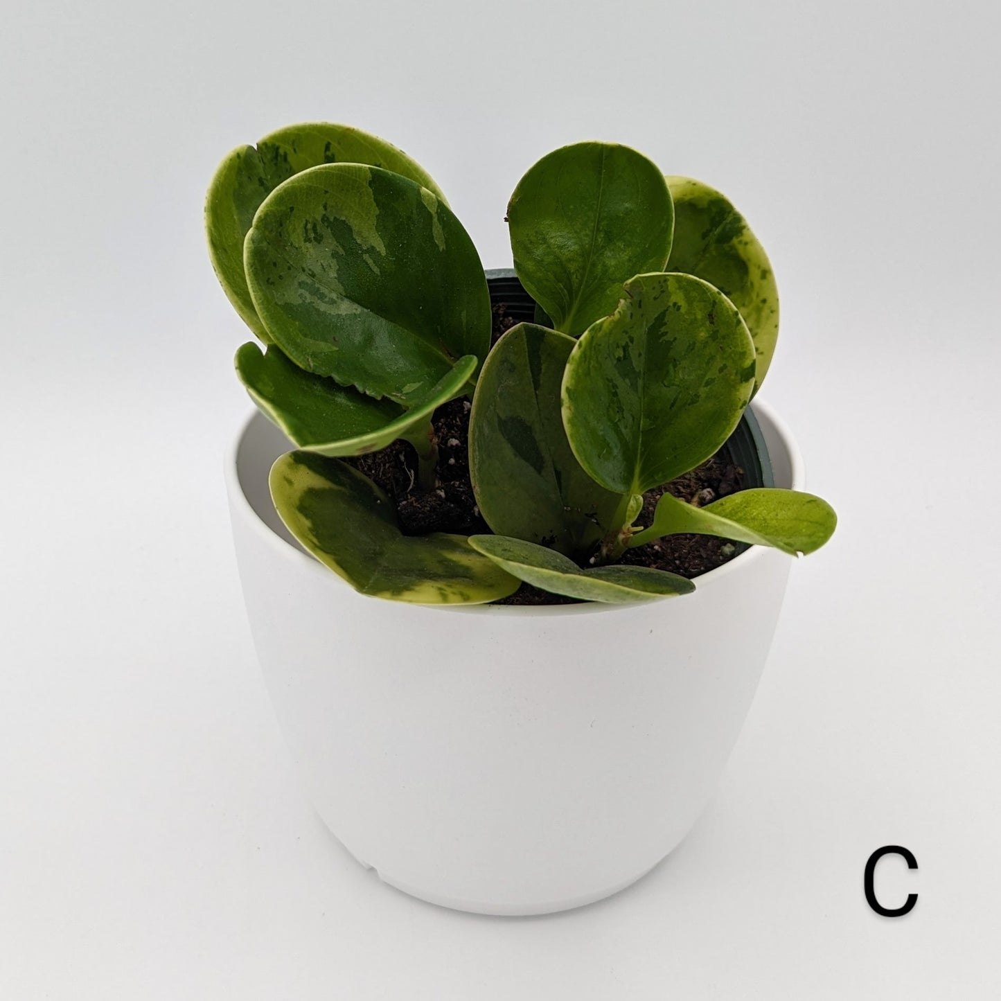 Marble Peperomia 4" -Exact Plants