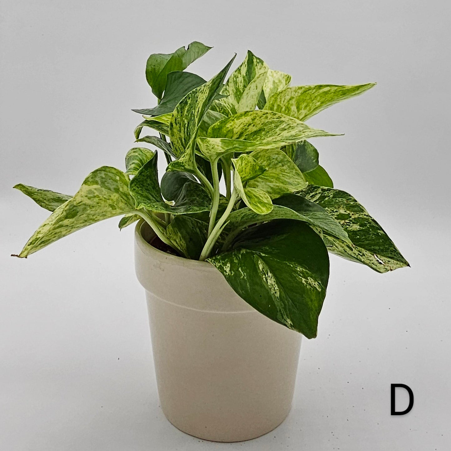 Marble Queen Pothos (Epipremnum) 4" -Exact Plant