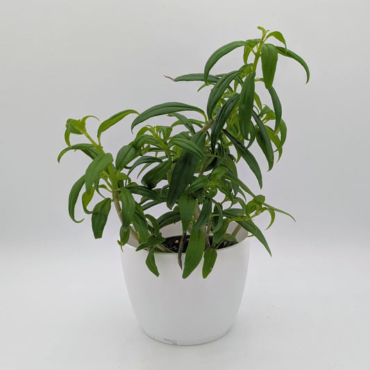 Goldfish Plant 4" -Exact Plants