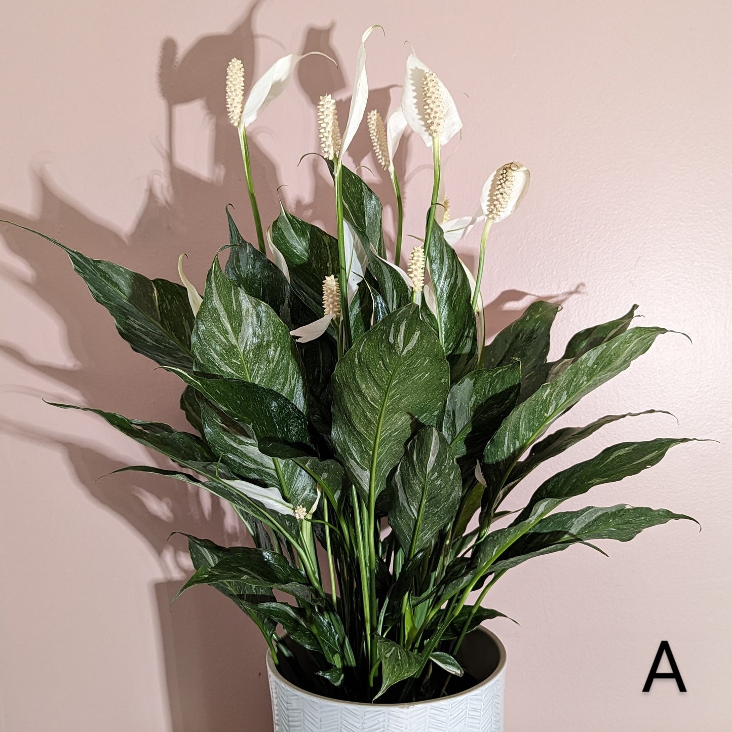 Variegated Domino Peace Lily in front of pink wall. Flowers bloomed throughout the plant. Plant A. 