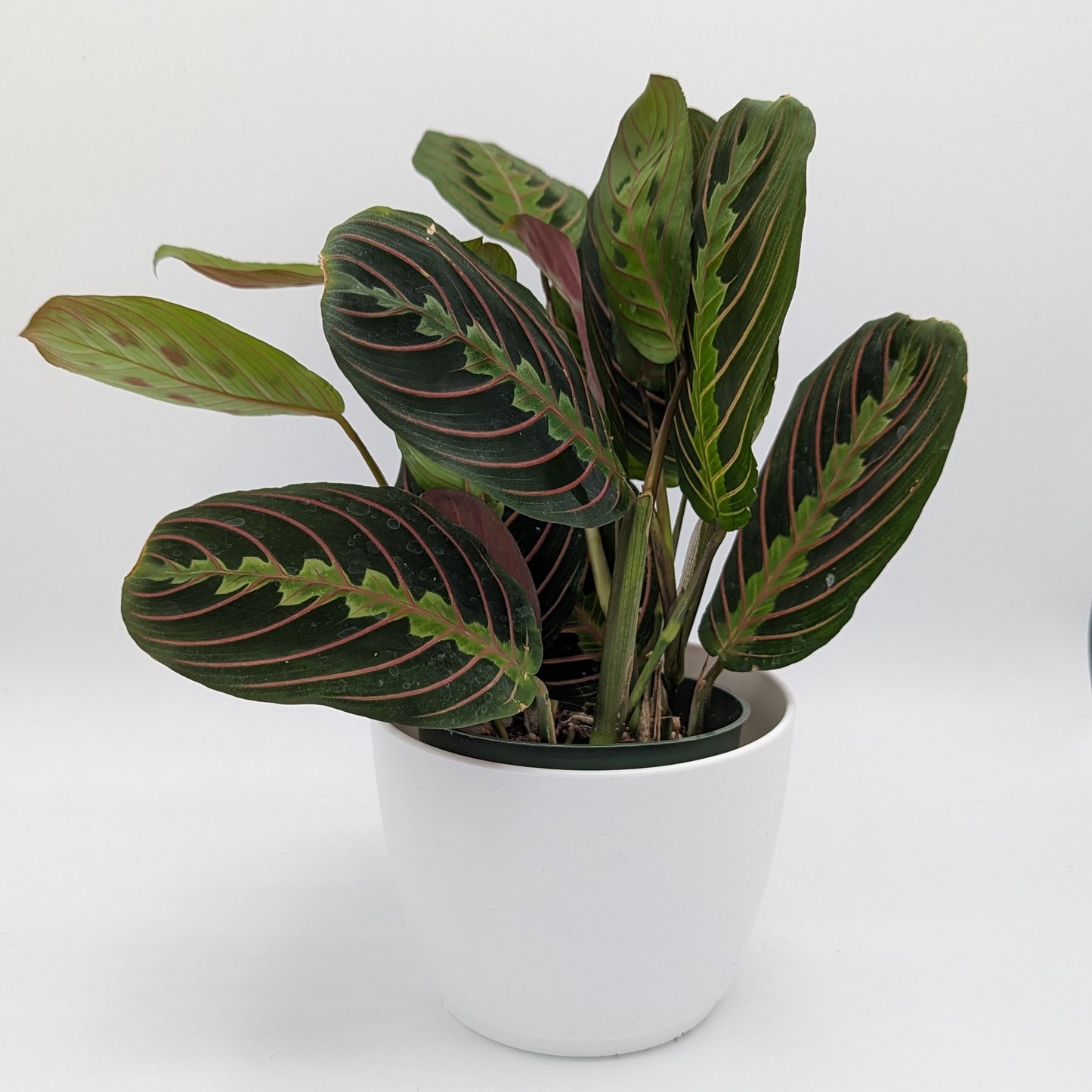 Red Prayer Plant, Maranta 4" -Exact Plants