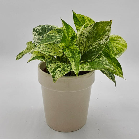 Marble Queen Pothos (Epipremnum) 4" -Exact Plant