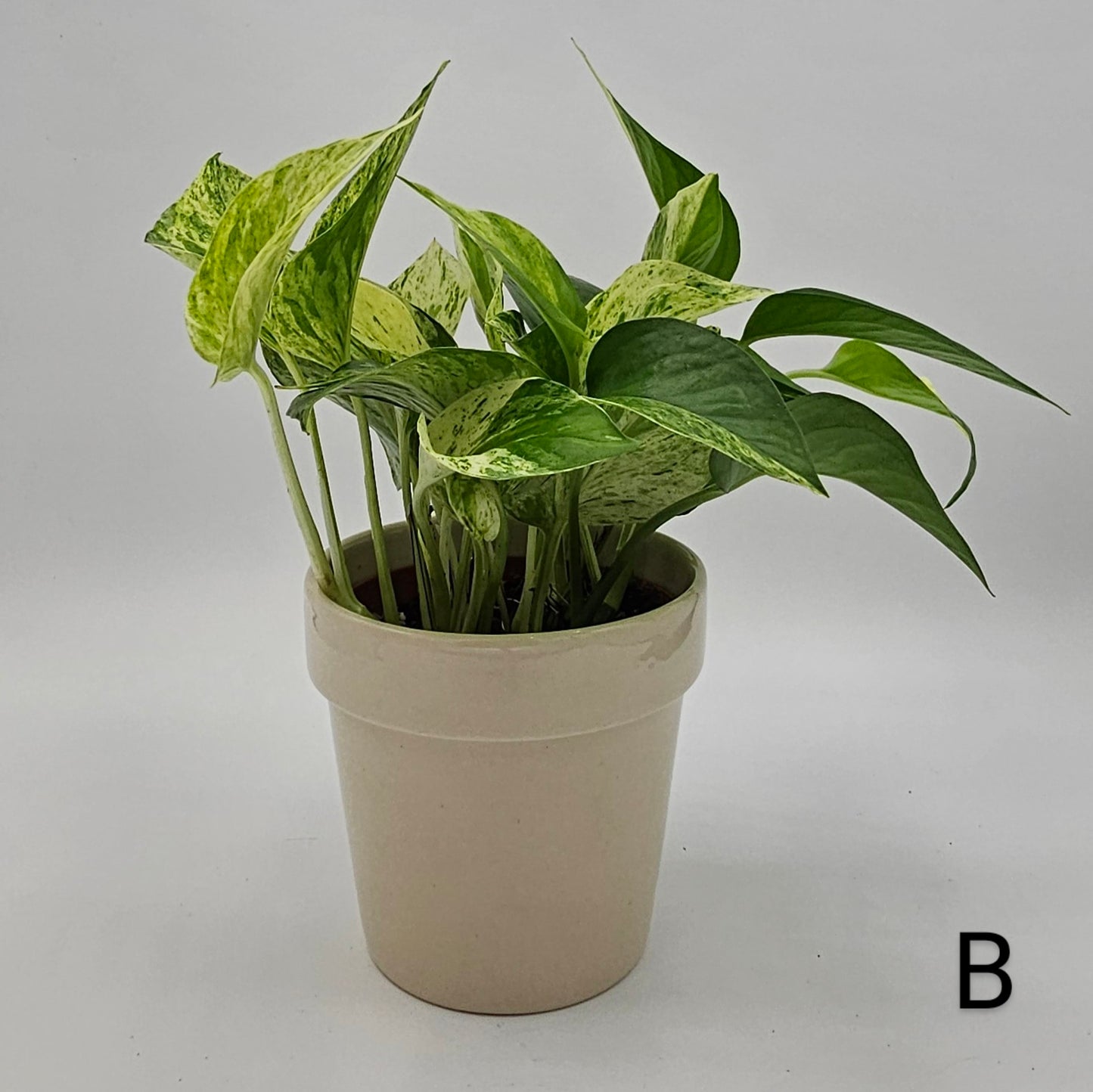 Marble Queen Pothos (Epipremnum) 4" -Exact Plant