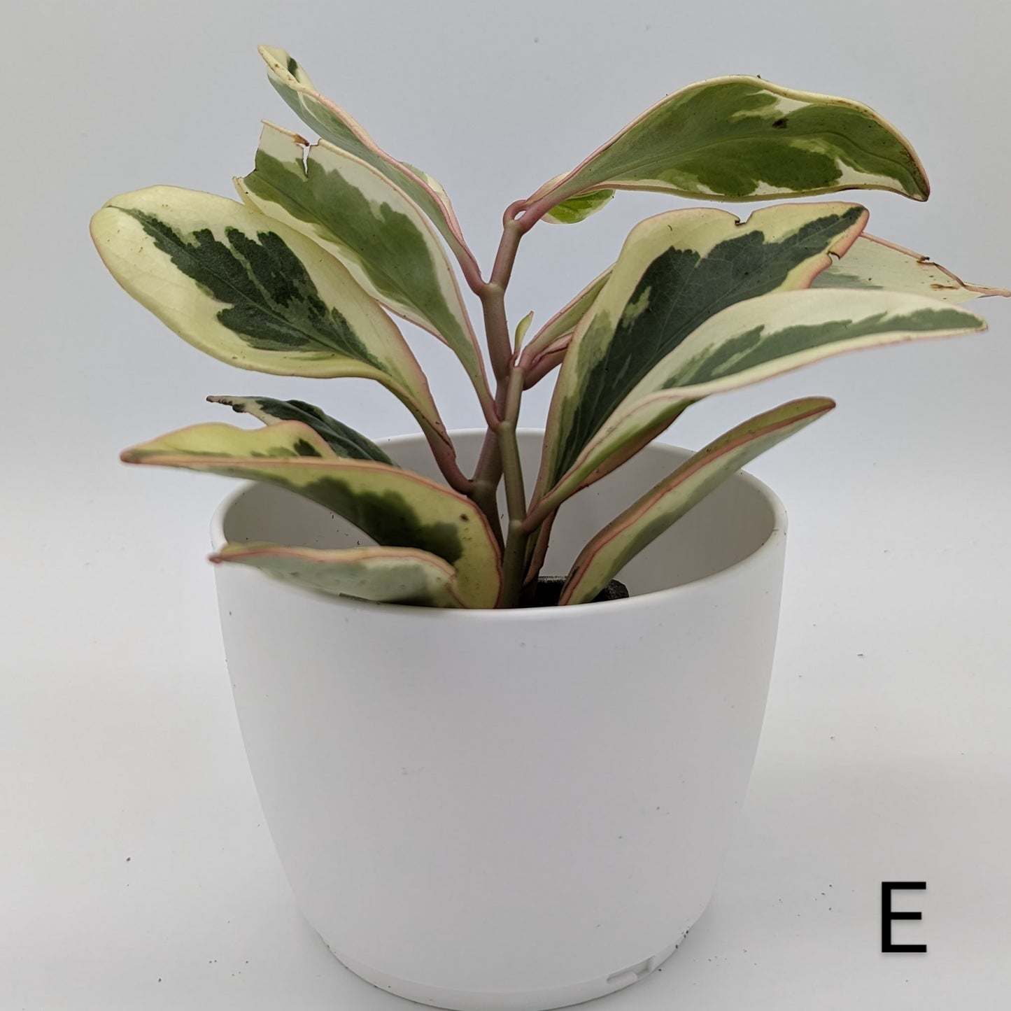 Peperomia Ginny 2" -Exact Plants