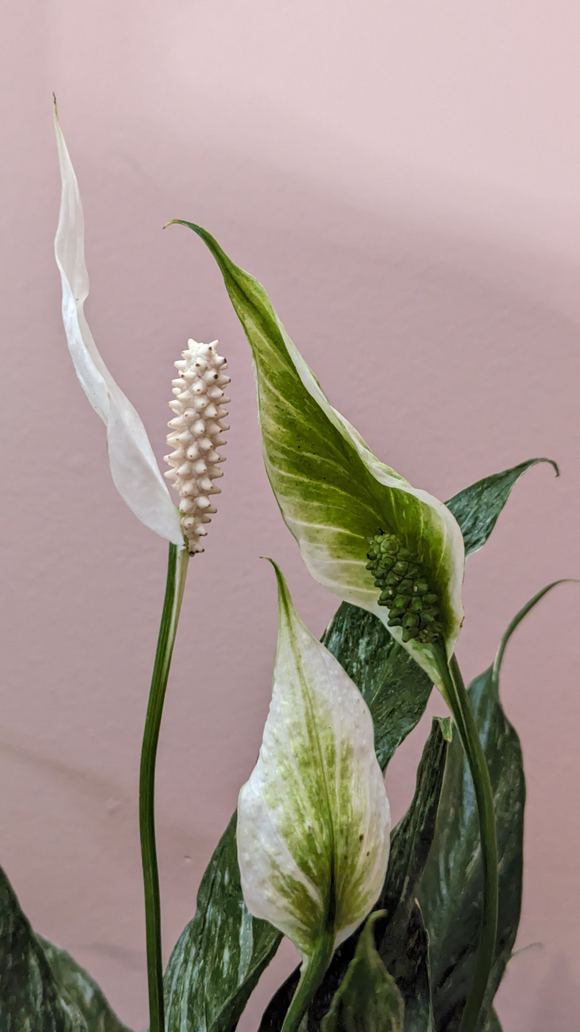 Close up of flowers on Variegated Domino Peace Lily in front of pink wall.