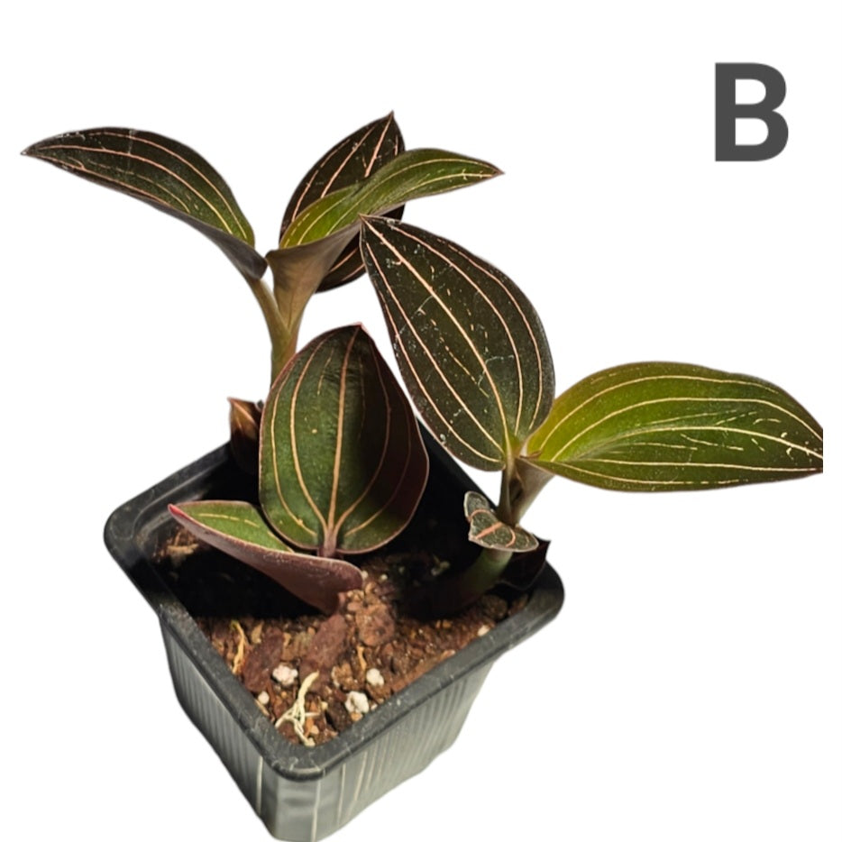 Jewel Orchid (Ludisia Discolor) 2" -Exact Plant