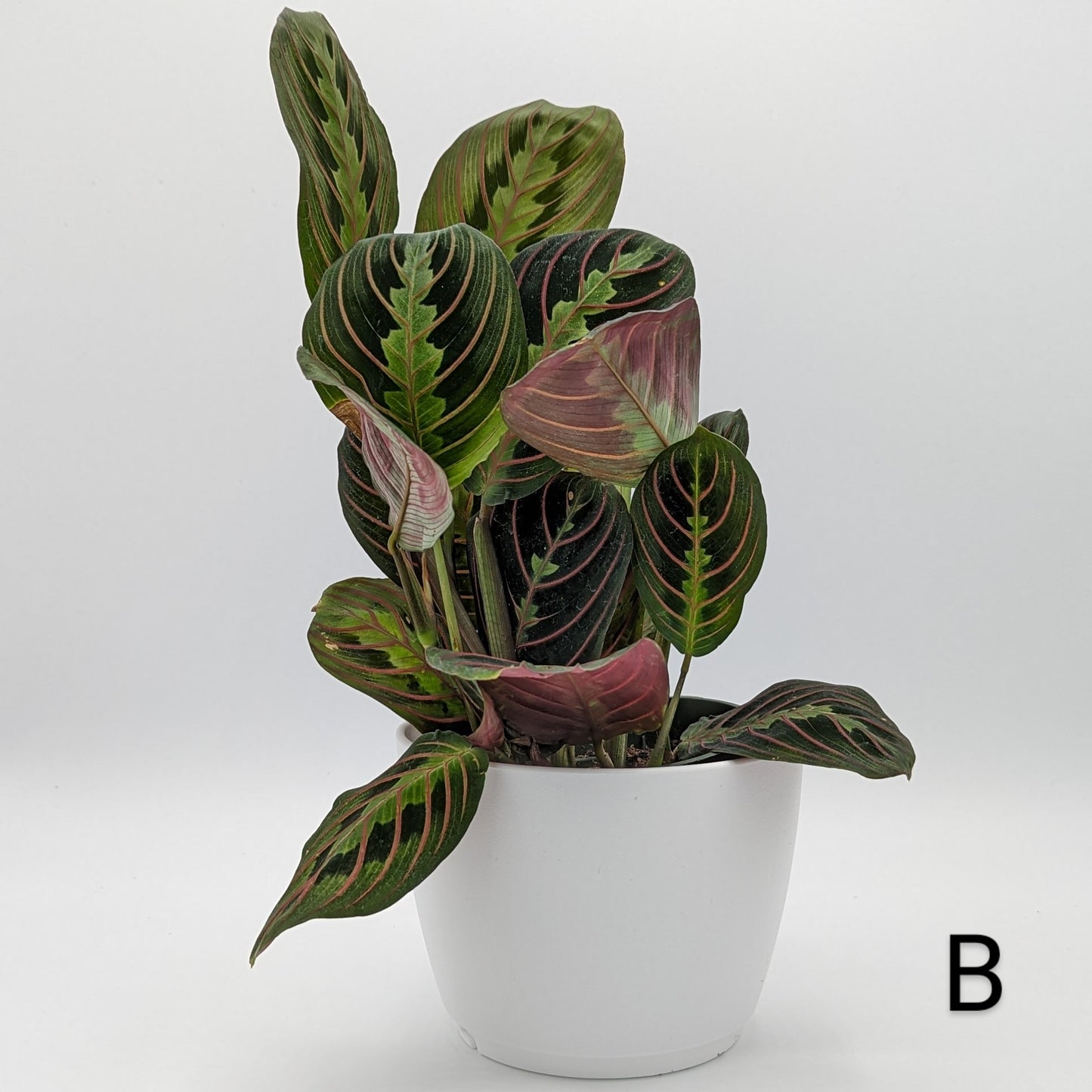 Red Prayer Plant, Maranta 4" -Exact Plants