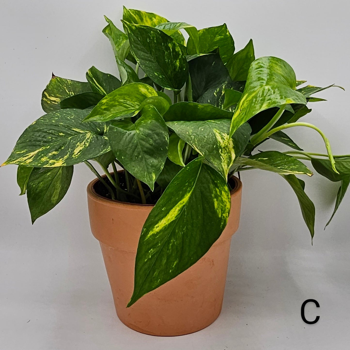 Hawaiian Pothos (Epipremnum) 6" -Exact Plant