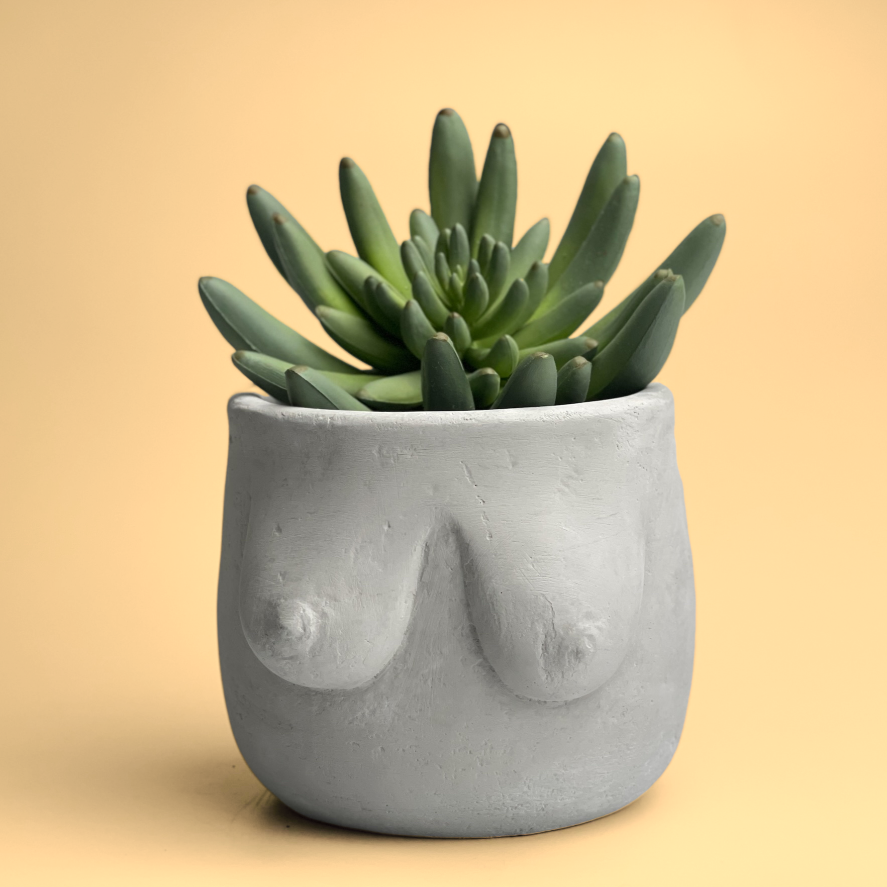 Image of a planter that is shaped like a nude woman's torso and breasts. Decorative plant in pot for demonstration. 